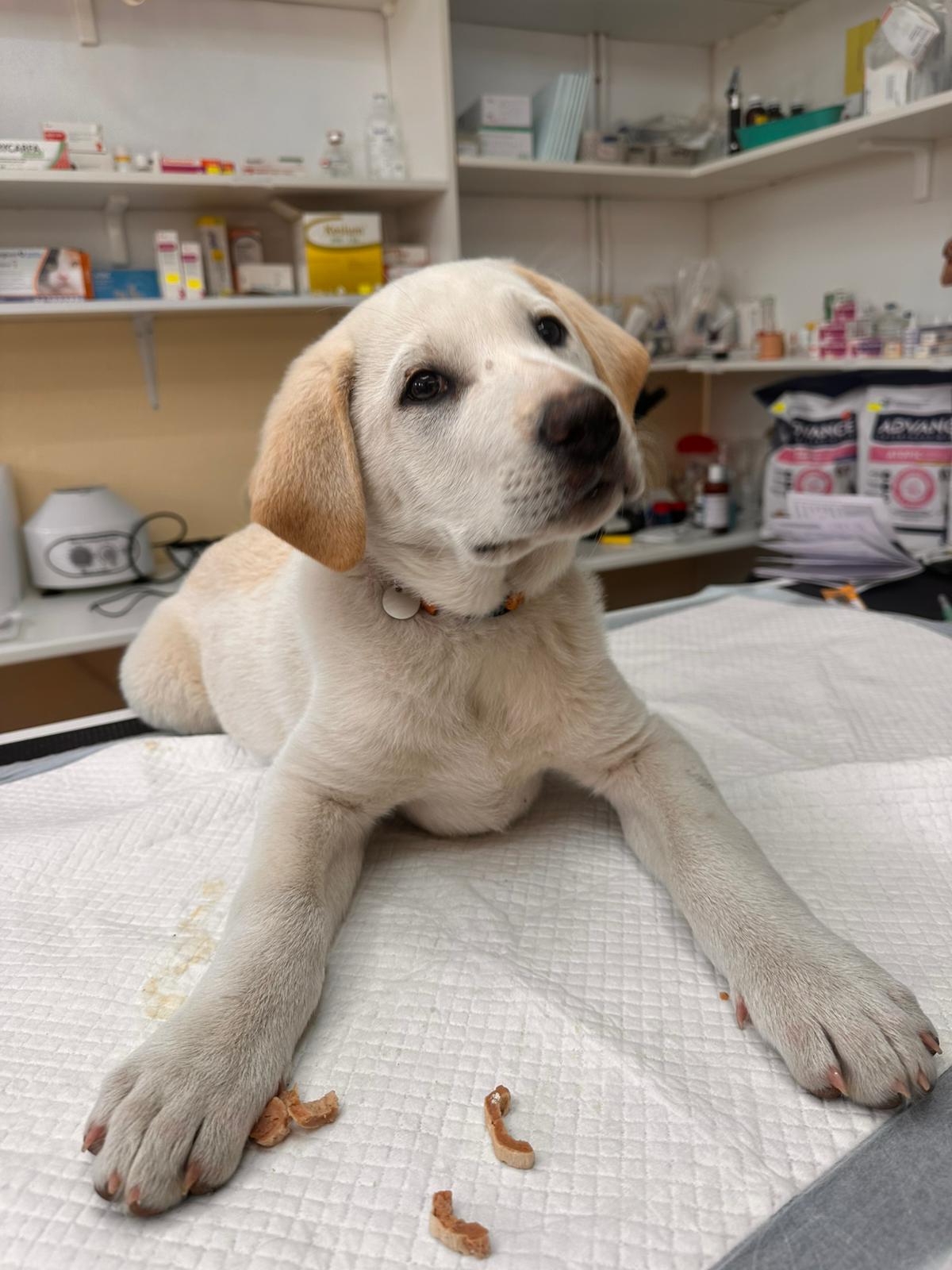 Cabinet Veterinar CSV Baciu